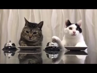 【ASMRな面白い動物】チャイムを鳴らしてえさを催促する猫ちゃんたち　超笑えるおもしろネコ動画　癒されてください！